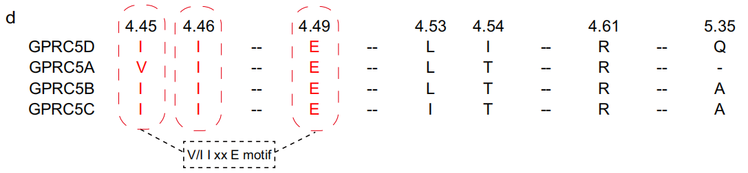The binding mechanism of an anti multiple myeloma antibody to the human GPRC5D homodimer